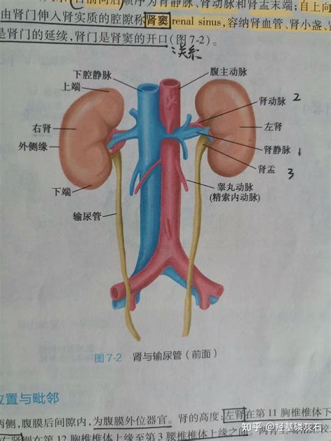 偏左帝王向|GG歪歪怎麼辦？超過10％男人「下體歪一邊」，泌尿。